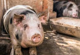 Măsuri sanitare veterinare privind circulația și sacrificarea porcinelor