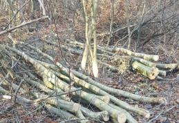 Dosare penale pentru doi bărbați care tăiau ilegal arbori pe raza Ocolului Silvic Dorohoi