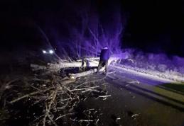 Mai mulți copaci și stâlpi doborâți de vânt pe drumurile din județul Botoșani