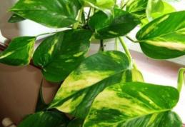 Planta care curăță aerul poluat din casă