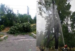 Copac lovit de trăsnet într-un parc din Botoșani