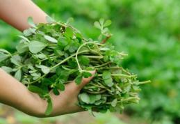 Cum beneficiem de proprietățile terapeutice oferite de iarba grasă