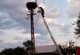 Doi pui de barză salvați de pompierii din Ștefănești