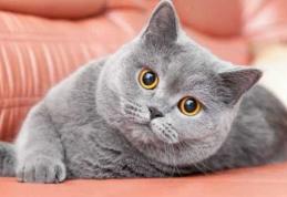 Ziua internațională a pisicii! Astăzi sărbătorim cel mai popular animal