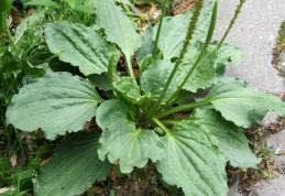 Cum poți folosi pătlagina ca medicament