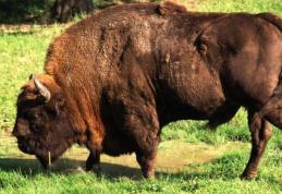 Zimbru văzut într-o localitate din Neamț. A fost emis mesaj RO-Alert