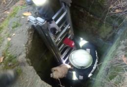 Cățel salvat de pompieri dintr-un cămin dezafectat - FOTO