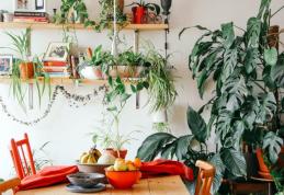 Plante periculoase pe care nu ar trebui să le ai acasă