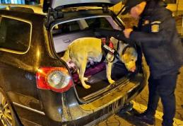 Botoșani: Acțiune a polițiștilor rutieri împreună cu polițiști de frontieră, însoțiți de câine polițist