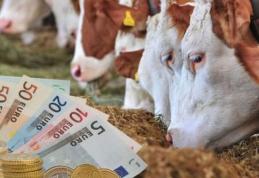 Bani pentru fermieri: Crescătorii de vaci de lapte și taurine vor primi o subvenție de 100 de euro pentru fiecare animal
