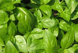 Planta minune care scade colesterolul