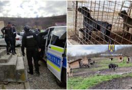 Percheziții efectuate de polițiștii biroului pentru protecția animalelor. Acuzații de mutilare a patrupedelor