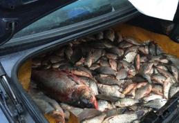 90 de kilograme de pește deținute ilegal indentificate de polițiști