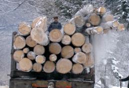 Sancțiuni de peste 5000 lei aplicate de polițiștii din Ștefănești pentru transport ilegal de lemne