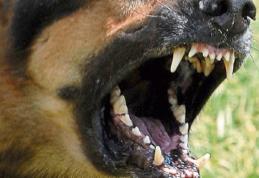 Copil de zece ani atacat de câini pe o stradă din Botoșani! Acesta a ajuns la spital