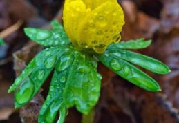 Vine primăvara în România! Prognoza meteo 13 martie - 10 aprilie