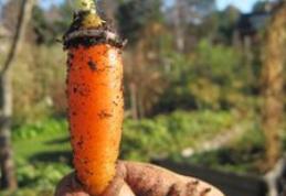 O incredibilă poveste a unei verighete. Pierdută în 1995, găsită pe un morcov