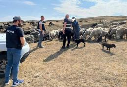 Proprietarii de ogari din județ, luați în vizor! Polițiștii botoșăneni au aplicat amenzi