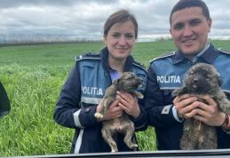 Sancțiuni de 20.000 de lei aplicate de Biroul pentru Protecția Animalelor