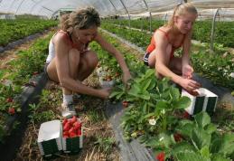 75 locuri de muncă pentru lucrători în agricultură în Danemarca