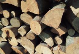 Amendă de 2000 de lei aproape 5 metri cubi de material lemnos confiscat, pentru lipsa documentelor