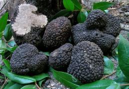 Bărbat sancționat pentru că a recoltat trufe, fără autorizație