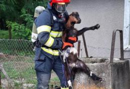 Ied salvat de pompieri dintr-o fântână adâncă de peste 12 metri
