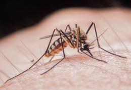 Țânțarii pot transmite boli grave