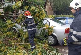 Copac doborât de vânt peste un autoturism în municipiul Botoșani