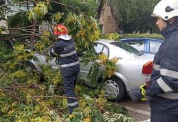 Copac doborât de vânt peste un autoturism în municipiul Botoșani