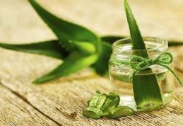Cum să cultivi aloe vera și cum să o folosești