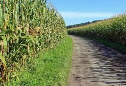 Cadavru descoperit la limita dintre județele Botoșani și Suceava