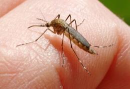 Alertă la Iaşi! Două persoane au ajuns la spital cu simptome de meningoencefalită cauzată de virusul West Nile