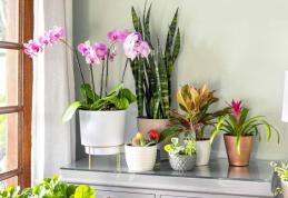 Plante de interior periculoase. Nu le ține în locuință!