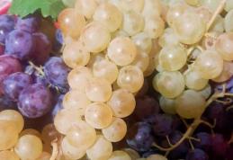 Ofertă de neratat! Struguri de vin, producție 2023. Vezi detalii!