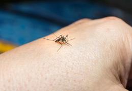 Cum ne protejăm de West-Nile sau meningită