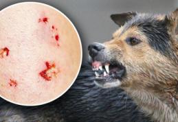 Ziua mondială de luptă împotriva rabiei. 13 focare descoperite în județul Botoșani