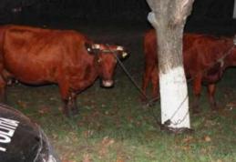 Hoți de animale, reținuți de poliție după ce au furat două vaci de pe câmp