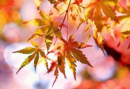 ANM a publicat prognoza meteo pentru următoarele două săptămâni. Cum va fi vremea în regiunea Moldovei?