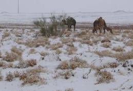 Fenomen extrem de rar: a nins în deşertul Sahara