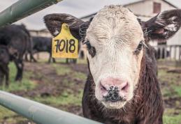 Fermierii nu vor mai primi subvenții pentru animalele cu crotalii mai vechi de 7 ani. Anunțul ministrului Agriculturii 