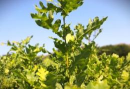 Regia Națională a Pădurilor – Romsilva acordă 600.000 de puieți voluntarilor care se implică în campania de împăduriri