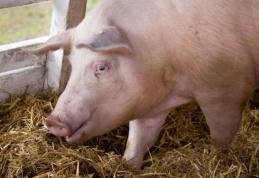 Noi reguli pentru creșterea porcilor în gospodărie. Apare „încălțămintea de coteț”