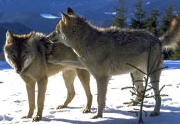 Câți lupi sunt în Carpații Meridionali? Rezultatele studiului genetic realizat de Fundația Conservation Carpathia