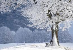 ANM a publicat o estimare a temperaturilor în intervalul 11-25 decembrie. Vezi cum va fi vremea de sărbători!