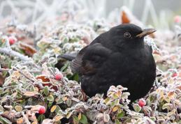 Un nou val de aer polar peste România! Ploi, ninsori și temperaturi negative