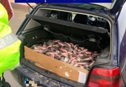 Sute de kilograme de pește, improprii pentru consum, confiscate de polițiști
