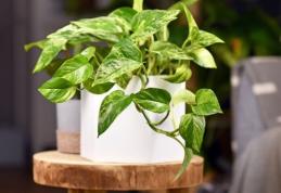 Planta care curăță aerul poluat din casă