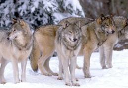 Caz inedit în judeţul Botoşani: Lupii îşi fac din nou apariţia în zonele locuite