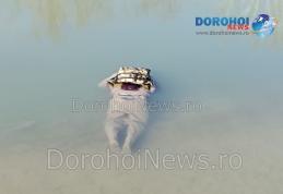 Cadavrul unui cetățean ucrainean a fost găsit plutind în râul Prut, pe raza județului Botoșani - FOTO